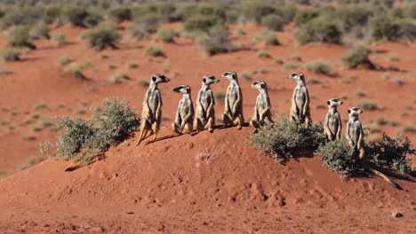 meerkat family on a sand dune