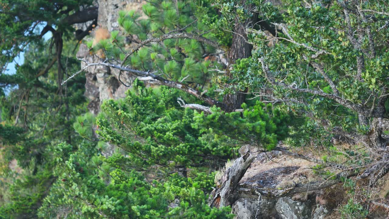 árboles verdes que soplan en la brisa del océano con un paisaje marino tranquilo