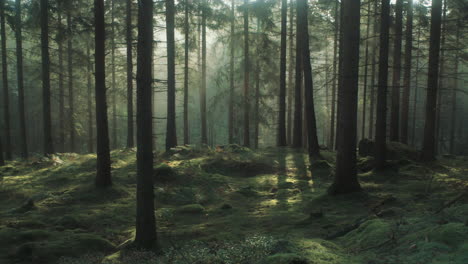 early morning nordic pinewood mist pan