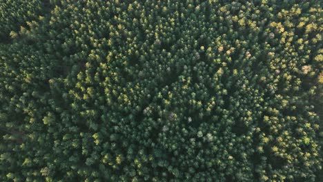 dense pine forest from above