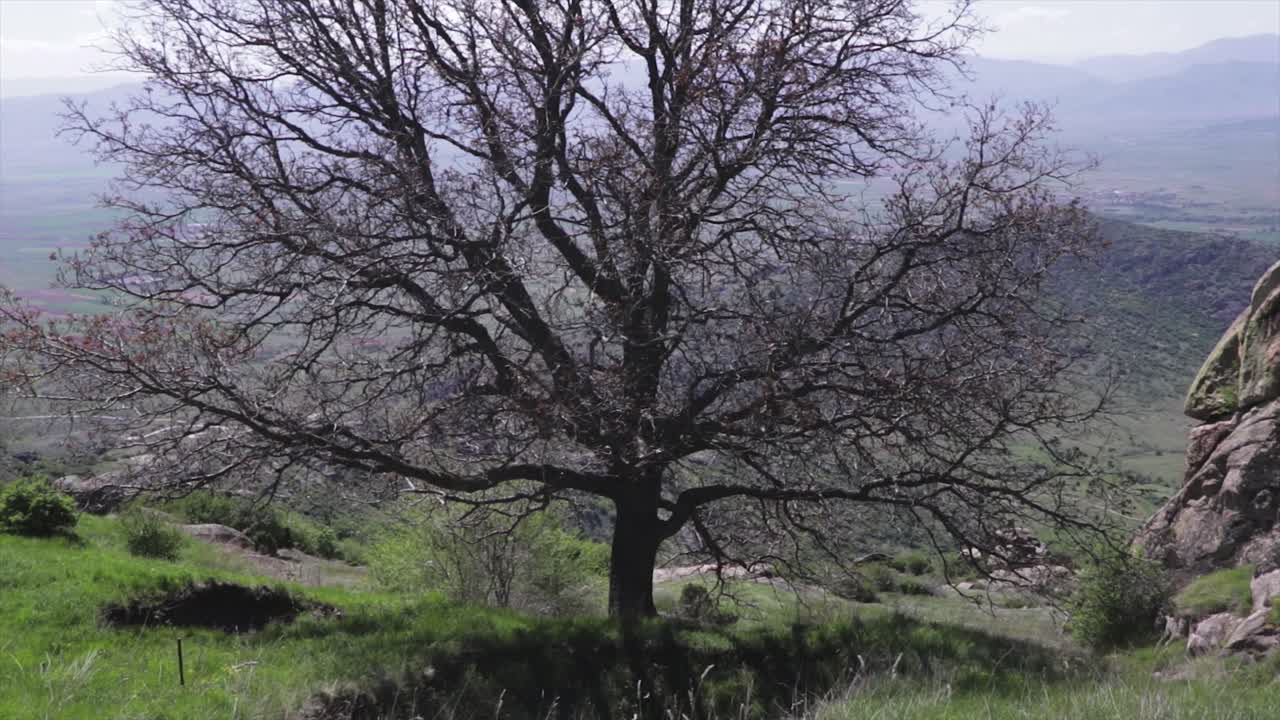 Field of flowers and a huge tree on a mountain. Scenic sight. Floral nature