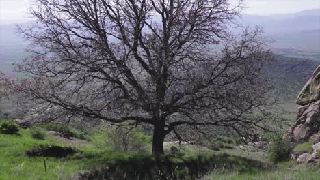 field of flowers and a huge tree on a mountain. scenic sight. floral nature