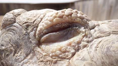 tortoise blinks and looks away slow motion - close up macro of eyeball