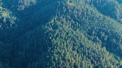 coniferous mountain forests at sunrise in lugo, galicia, spain. aerial drone shot