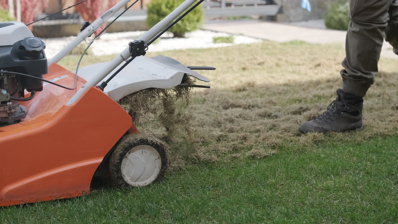 Person Scarifying Lawn with Dethatcher Machine to Remove Dead Grass