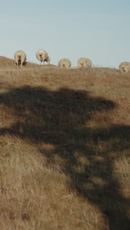 sheep on a hillside