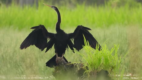 anhinga en estanque uhd mp4 4k video.