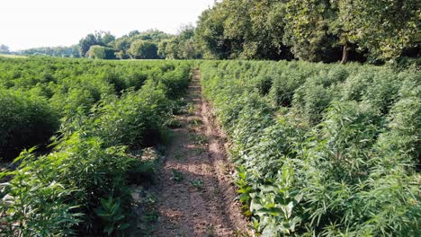 Slow-dolly-forward-drone-shot-above-field-of-marijuana-hemp-plants-bushes-revealing-ubiquitous-leaf-in-sunshine