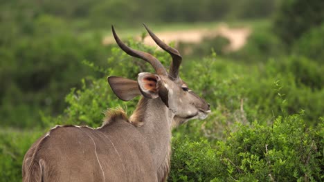 Amüsanter-Rotschnabel-Madenhacker-Reinigt-Parasiten-Aus-Dem-Ohr-Des-Afrikanischen-Kudus