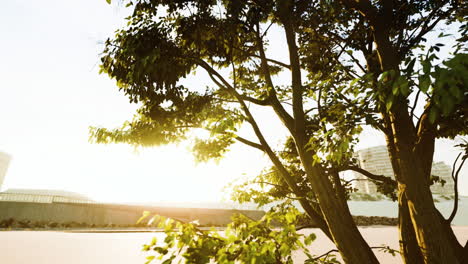 sunset view of a tree in a city park