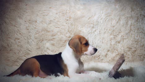 4k de un cachorro beagle sentado con una tableta