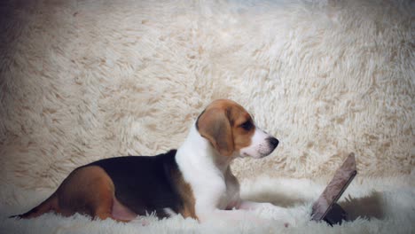 4k shot of a beagle puppy dog seating with a tablet