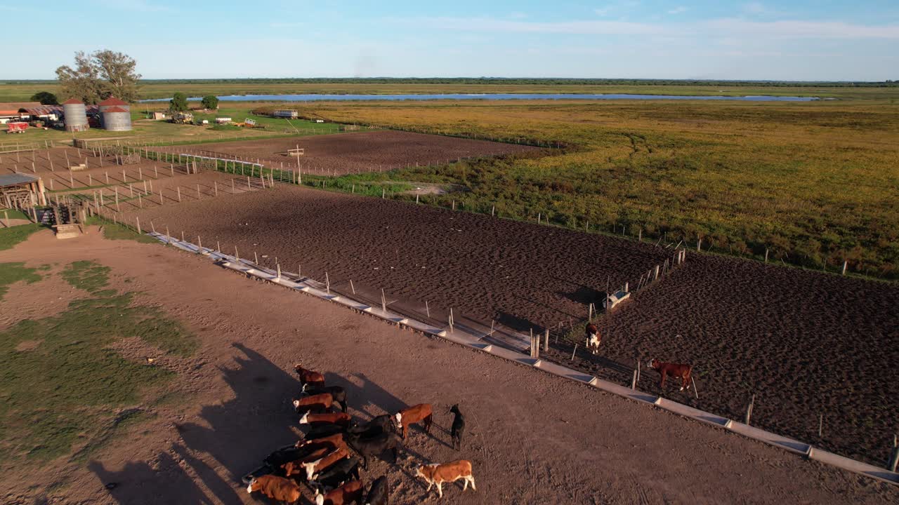 Herd of Cows Running on Dusty Farmland. Top Down Aerial View, Livestock and Agricultural Concept