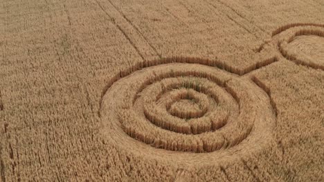 ufo circles on grain crop yellow field, aerial view from drone