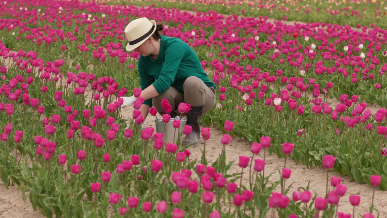 con guantes de jardín cortando tallos de flores de tulipán con tijeras de poda en la plantación
