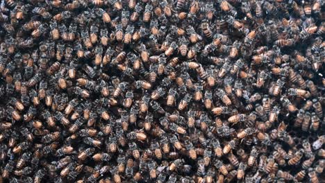 a honey bee colony inside a commercial beehive, used for beekeeping