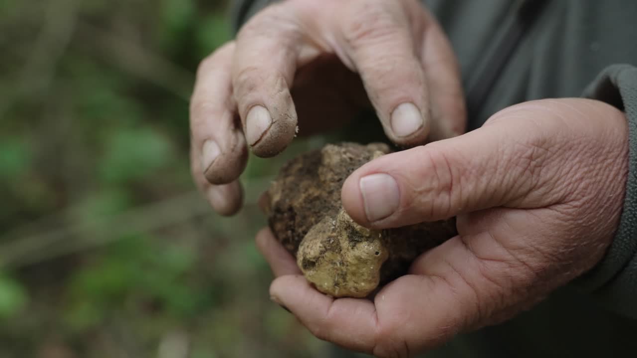 Person's Hand Holding A Freshly Found Truffles In The Forest. - closeup shot