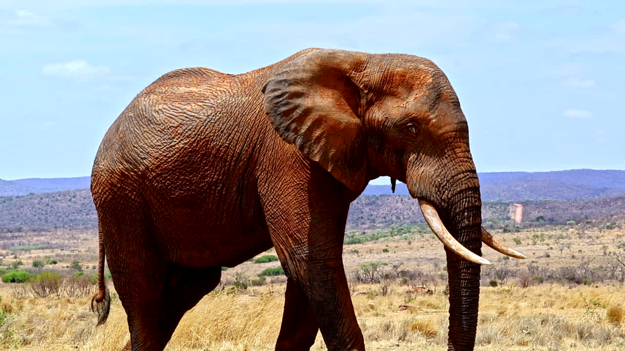 Dusty yet majestic African elephant bull walking over landscape, close-up