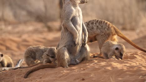 Adorable-baby-meerkats-burrow-through-red-desert-sand-of-Kalahari-between-adults