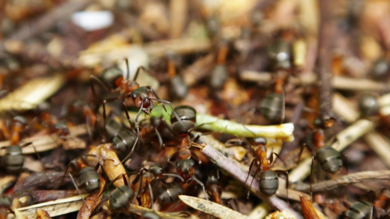 Formiche sciamano su foglie secche e ramoscelli. I loro movimenti sono rapidi e mirati. L'attenzione si sposta tra operai attivi e sentieri trafficati. I piccoli lavoratori della natura costruiscono il loro mondo. Ottimo per documentari