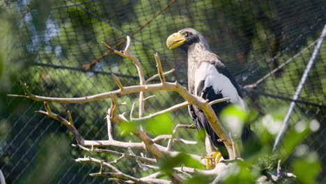 vista cercana del águila marina de steller sentada en una rama por red en el zoológico