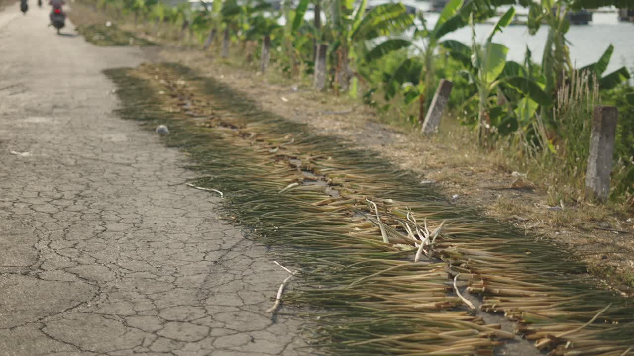 Drying Plant Stems on a Roadside