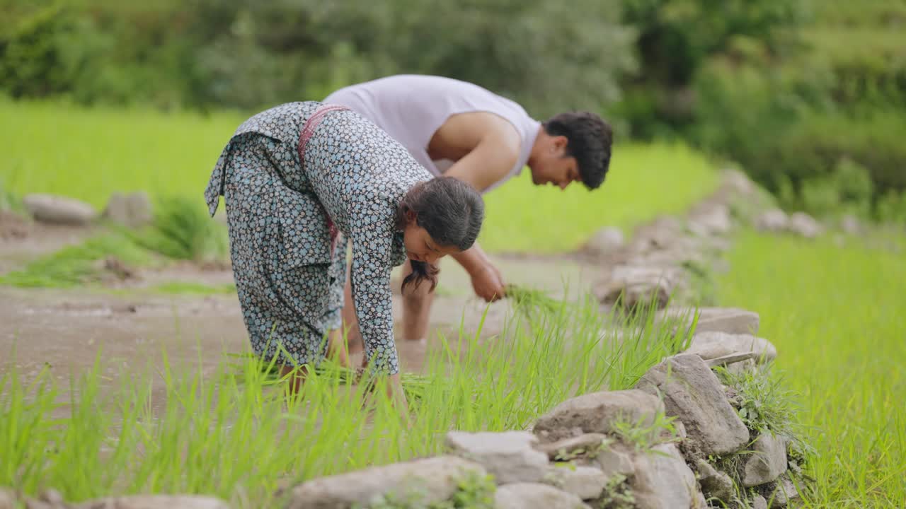 Traditional farming scene of Indian men and women working barefoot in ...