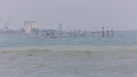 Vista-Lejana-De-Pájaros-Posados-En-Postes-De-Red-En-El-Mar-Negro-Con-Olas-Rompiendo-En-Vama-Veche,-Rumania