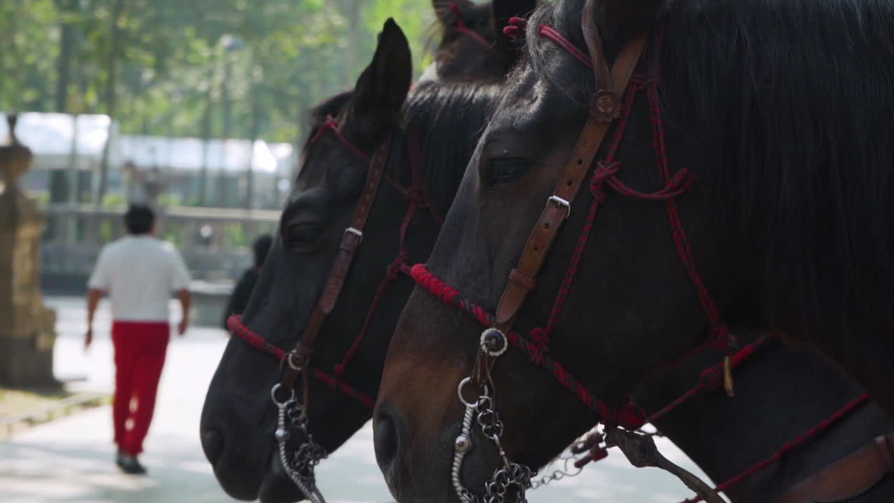 Bellissimi cavalli marroni stanno silenziosi e immobili a Città del Messico con redini e corde attaccate