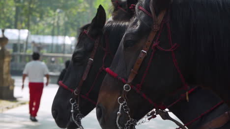 Hermosos-Caballos-Marrones-Permanecen-En-Silencio-Y-Quietos-En-La-Ciudad-De-México-Con-Riendas-Y-Cuerdas-Atadas