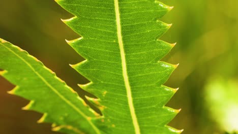 detailed view of serrated green leaves