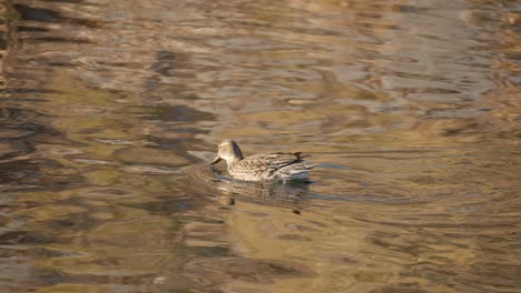 A-Female-Eurasian-Teal-Is-Searching-For-Algae-In-Glistening-Water-Of-A-Pond