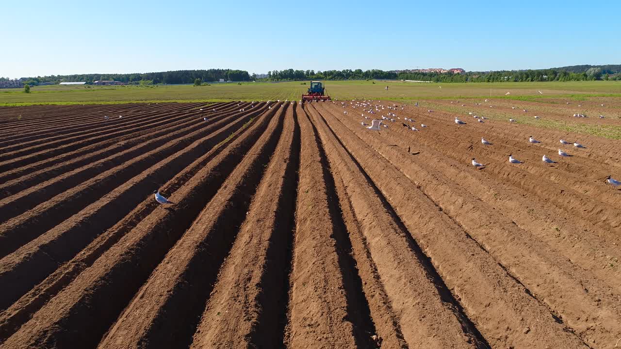 los pájaros hambrientos están volando detrás del tractor, y comen grano de la tierra cultivable.
