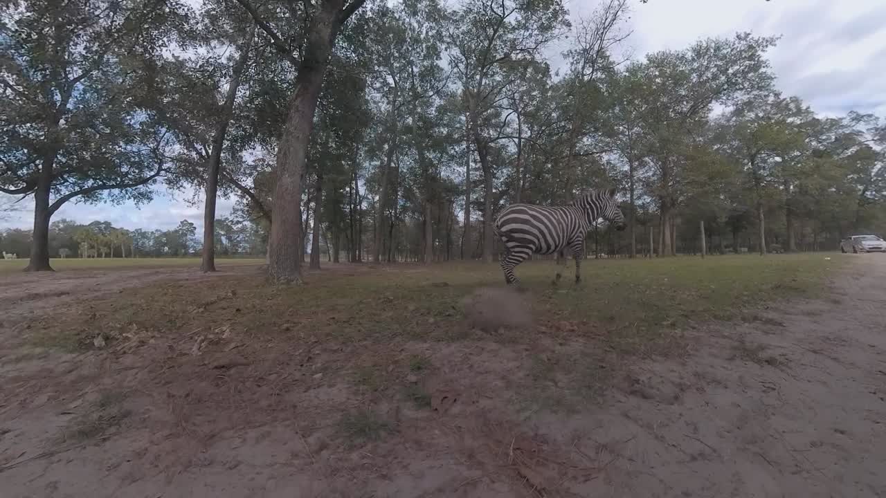 Zebras at a driving zoo - low angle, wide angle