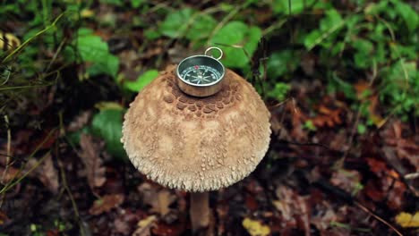 compass on mushrooms forest natural