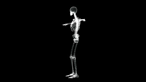 hologram screen 3d of human skeleton spinning in vitruvian position - loop