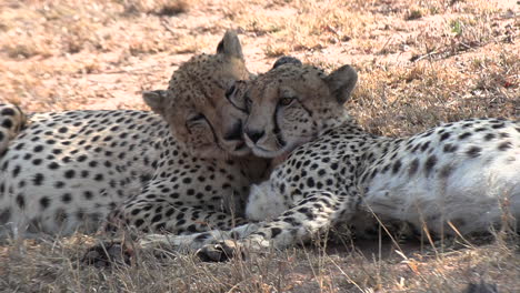 two cheetah brothers lie in the grass and groom each other, showing affection