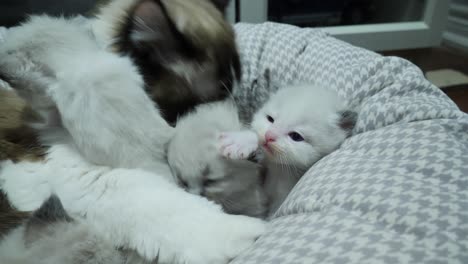 Cuidado-Dando--Ragdoll-Gato-Mamá-Cuidando-De-Pequeños-Gatitos