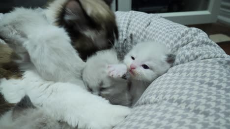 care giving- ragdoll cat mom taking care of little kittens