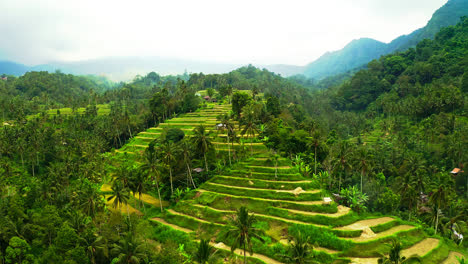 stepped terraces with field crops in lush tropical jungle, lemukih