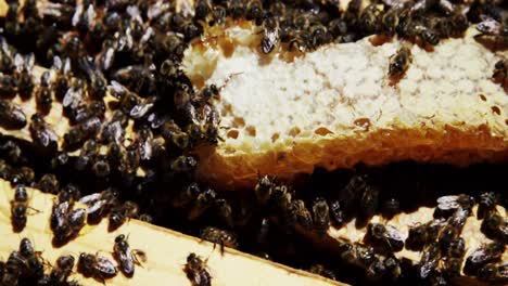 Close-up-of-honey-bee-frames-covered-with-bees