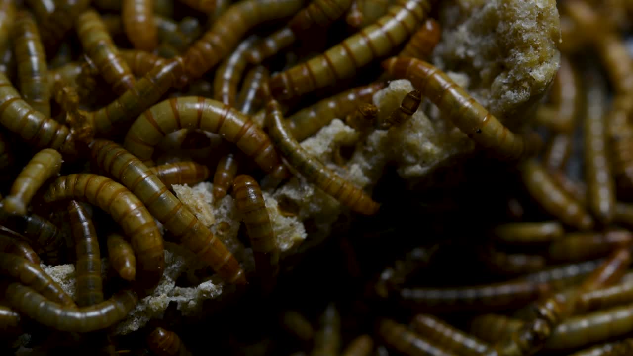 el gusano de la harina es una especie de escarabajo oscuro que se usa para alimentar mascotas como peces, serpientes, pájaros y ranas