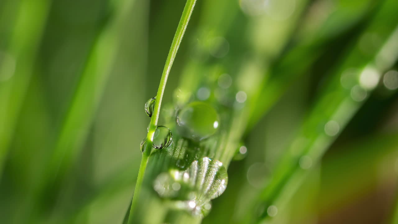 time lapse of morning dew evaporates on a blade of grass