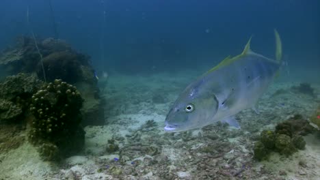 jurel gigante en koh tao-1