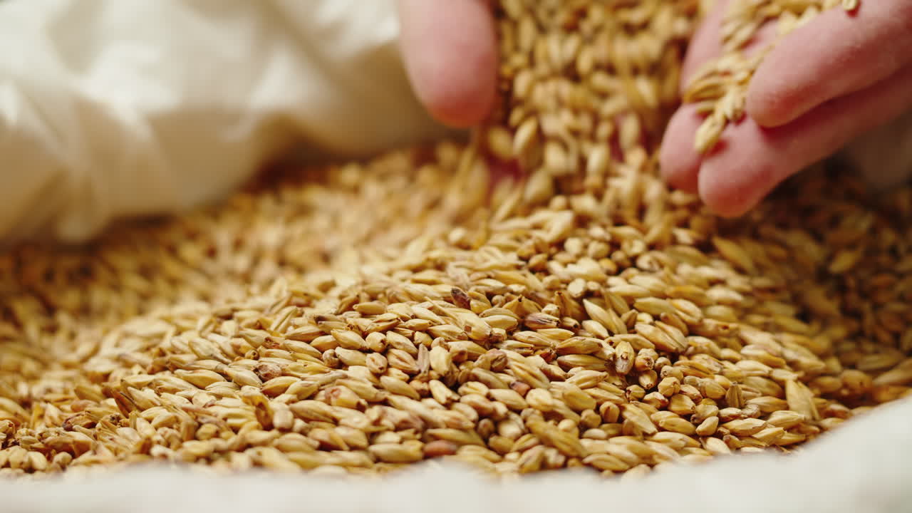 Dry golden barley malt close-up. Craft beer production. Ripe wheat grains texture. Brewery concept. Harvesting and farming, grocery