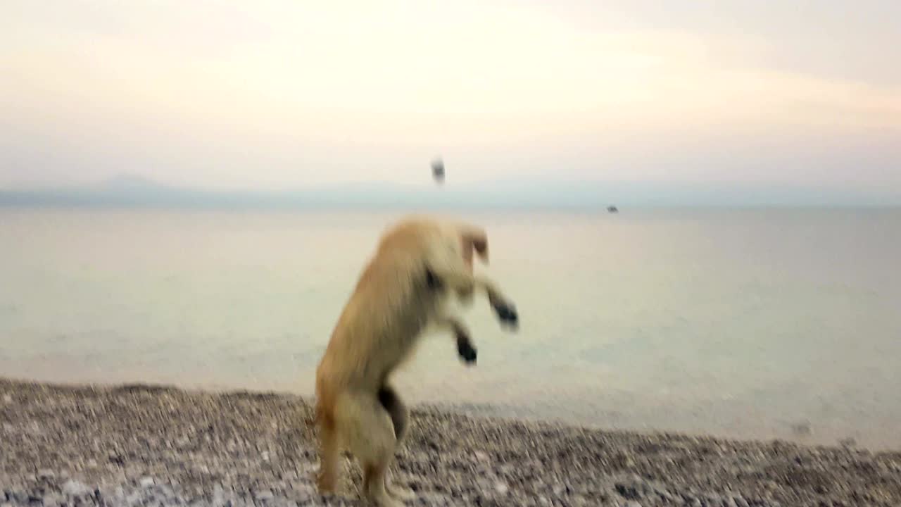 Happy puppy dog playing at the beach with a sock against the sunset.