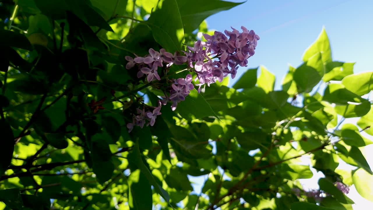 lilas de primavera en el viento en un día soleado con cielo azul en el fondo