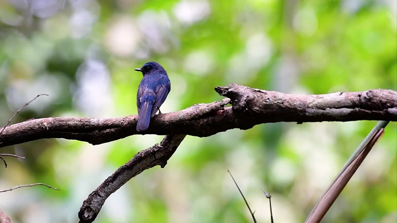 el papamoscas azul de la colina se encuentra en un hábitat de gran altura, tiene plumas azules y un pecho anaranjado para el macho, mientras que la hembra es de color marrón canela pálido y también con un pecho anaranjado en transición