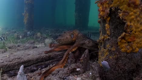 Pulpo-Maorí-Macroctopus-Propulsión-A-Chorro-Bajo-El-Agua-Y-Nadando-En-Lechos-De-Hierba-Marina-Y-Bajo-El-Muelle-4k-60fps