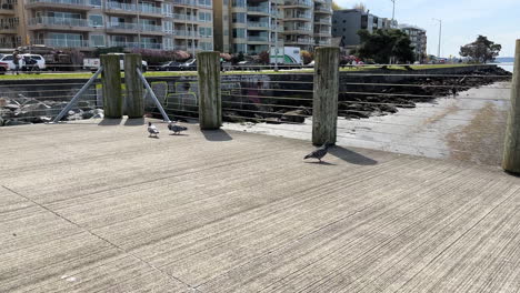 pigeon courting another on the seaside pier